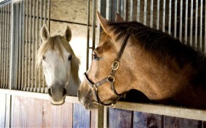 stabled horses