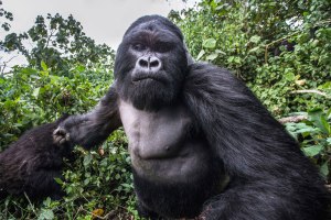 gorilla